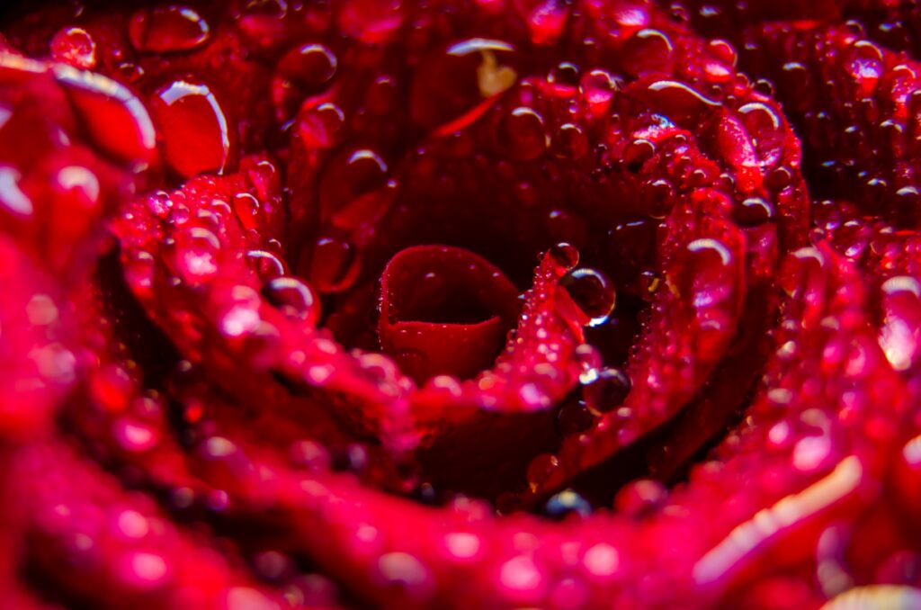 Gouttes sur Rose