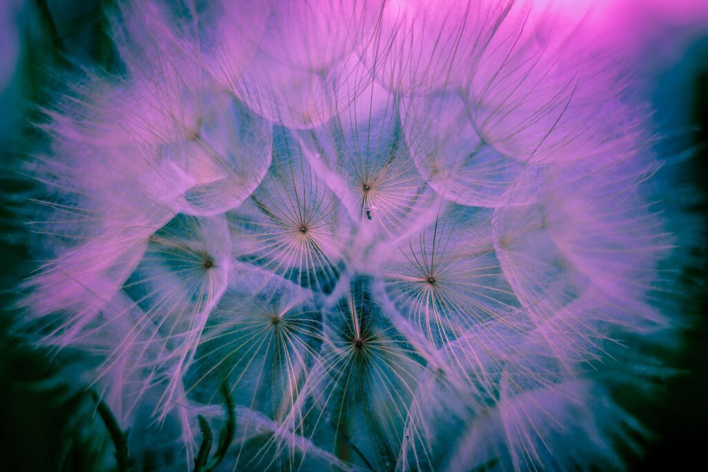 luca-campioni-8DsTlcHc2W8-unsplash