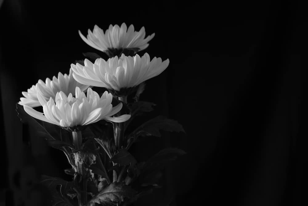 Chrysanthèmes blancs en noir et blanc sur fond sombre, composition florale élégante.